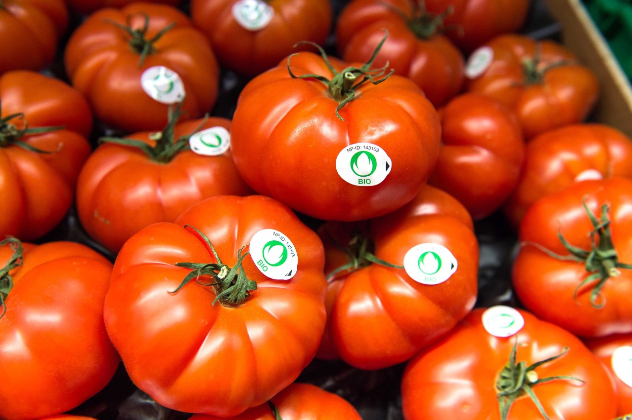 Nahansicht zahlreicher aufeinanderliegender Fleischtomaten mit Bio-Siegeln